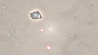 Amoeba 3a
